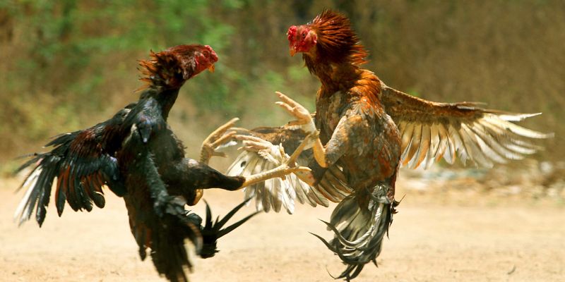 Nên theo dõi từng biến động trong lúc thi đấu